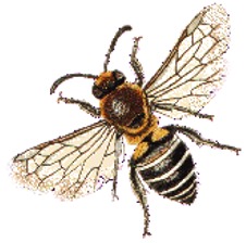 KCL Greek Play 2014: Aristophanes’ ‘Wasps’